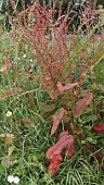 RUMEX OBTUSIFOLIUS, BROAD-LEAVED DOCK