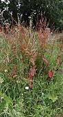 RUMEX OBTUSIFOLIUS, BROAD-LEAVED DOCK