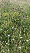 WILD FLOWER MEADOW