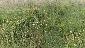 WILD FLOWER MEADOW