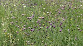 WILD FLOWER MEADOW