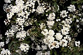 SPIRAEA NIPPONICA