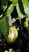 SOLANUM MURICATUM VAR. PEPINO, MELON