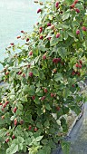 RUBUS FRUITICOSUS X IDAEUS, TAYBERRY