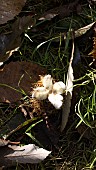 CASTANEA SATIVA, SWEET CHESTNUT, OPEN NUT CASE ON A FOREST FLOOR