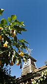 BRUGMANSIA FLOWERING IN EAST RUSTON OLD VICARAGE GARDEN, NORFOLK, UK