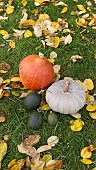 SQUASHES, UCHIKI KURI, CROWN PRINCE F1, LITTLE GEM ROLET