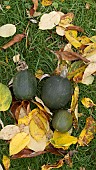 LITTLE GEM ROLET SQUASH