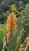 HEDYCHIUM X RAFFILLII, GINGER LILY