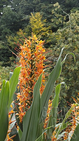 HEDYCHIUM_X_RAFFILLII_GINGER_LILY