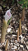 ARISAEMA CANDIDISSIMUM