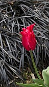 TULIPA PRETTY WOMAN