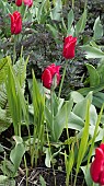 TULIPA PRETTY WOMAN