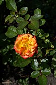 ROSA FLORIBUNDA IRISH EYES