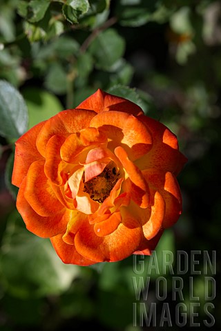 ROSA_FLORIBUNDA_IRISH_EYES