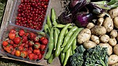 BOX OF FRESHLY HARVESTED ORGANIC FRUIT AND VEGETABLES