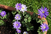 ANEMONE BLANDA GROWING IN A PLANTER