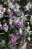 DIANTHUS X HYBRIDUS  RAINBOW LOVELINESS