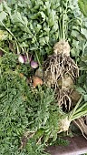 FRESHLY HARVESTED ORGANIC VEGETABLES,. CARROT, CELERIAC, TURNIP