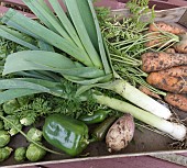 FRESHLY HARVESTED ORGANIC VEGETABLES,. BRUSSELS SPROUTS, CARROTS, CHILLI PEPPERS, LEEKS, SWEDE, SWEET PEPPERS