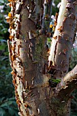 PEELING BARK OF AN ACER GRISEUM TREE