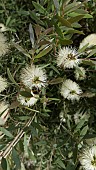 BUMBLEBEE ON CALLISTEMON SALIGNUS, WHITE BOTTLEBRUSH SHRUB