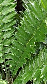 WATER DROPS ON THE LEAVES OF ENCEPHALARTOS FEROX IN A GLASSHOUSE AT KEW GARDENS, RICHMOND, SURREY, ENGLAND, UK