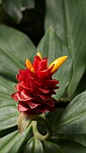 BROMELIAD