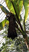 ENSETE VENTRICOSUM, ENSET, FALSE BANANA, FLOWERING IN THE TEMPERATE HOUSE AT KEW GARDENS, RICHMOND, SURREY, ENGLAND.