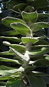 LEUCOSPERMUM CONOCARPODENDRON, AKA GREY TREE-PINCUSHION