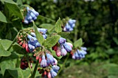 SYMPHYTUM OFFICINALE,  COMMON COMFREY