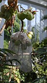 MELIANTHUS COMOSUS, BAG OVER FRUIT SEEDS, KEW BOTANICAL GARDENS, ENGLAND.