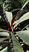 IMPATIENS BALANSAE, FOLIAGE