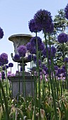 LARGE GRECIAN URN ORNAMENT AMONG AGAPANTHUS IN KEW GARDENS, SURREY, ENGLAND.