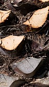 TROPICAL PALM TREE TRUNK