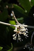 CAPSID BUG ON A FATSIA JAPONICA, FALSE CASTOR OIL PLANT