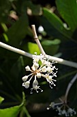 FATSIA JAPONICA, FALSE CASTOR OIL PLANT