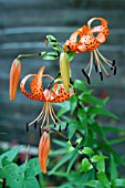 LILIUM TIGRINUM SYN.LANCIFOLIUMTIGER LILY