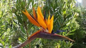 STRELITZIA REGINAE, BIRD-OF-PARADISE