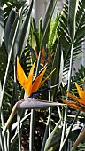 STRELITZIA REGINAE, BIRD-OF-PARADISE