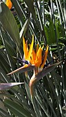 STRELITZIA REGINAE, BIRD-OF-PARADISE