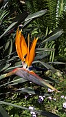 STRELITZIA REGINAE, BIRD-OF-PARADISE