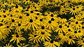 RUDBECKIA FULGIDA  VAR. SULLIVANTII GODLSTURM