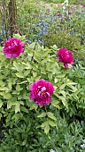 PAEONIA X SUFFRUTICOSA BAI YUAN HONG XIA, TREE PEONY