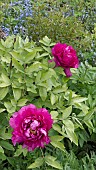 PAEONIA X SUFFRUTICOSA BAI YUAN HONG XIA, TREE PEONY