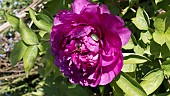 INSECTS ON PAEONIA X SUFFRUTICOSA BAI YUAN HONG XIA, TREE PEONY