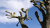 NEW GROWTH ON A POLLARDED WEEPING WILLOW, SALIX BABYLONICA