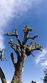 NEW GROWTH ON A POLLARDED WEEPING WILLOW, SALIX BABYLONICA