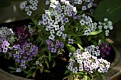 ALYSSUM EASTER BONNET IN CONTAINER