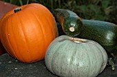 MARROW AND PUMPKINS